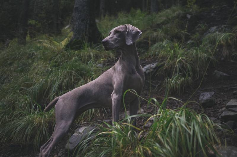 Installer une cloture en bordure de foret pour chien fugueur à Rennes 35