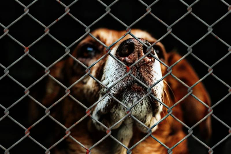 Installer une cloture electrique ou anti fugue pour des chiens de chasse à Rouen 76