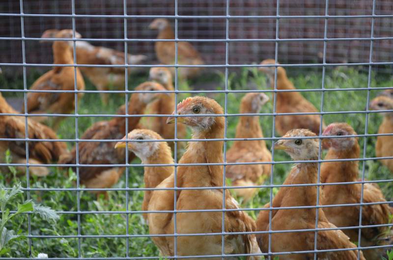 grillage pour poules proche Evreux Normandie