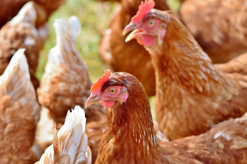 Vente et livraison de grillage à poules triple torsion galvanisé à Fontainebleau dans le 77