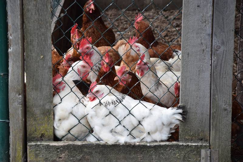 grossiste grillage pour éleveur de poule Normandie