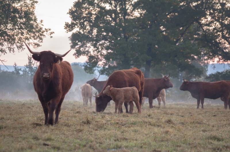 Cloture pour élevage proche plateau du NEUBOURG (27)