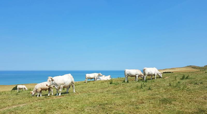 fil torsadé pour protéger bétail clavados 14