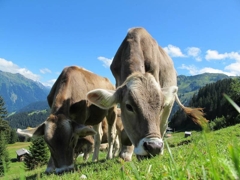 cloture professionnelle pour vaches et bovidés Chambery (73) frontière Suisse