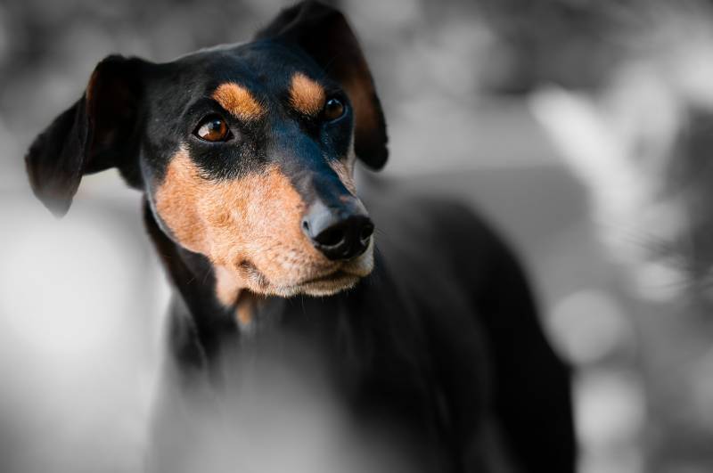 Acheter du grillage résistant hauteur 2 m anti fugue pour chien près d'Orléans dans le 45