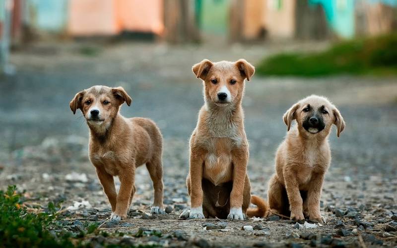 Clôturer un élevage de chiots près de Nantes 44