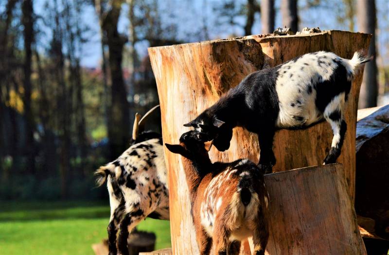 ou commander du fil galvaniser pour cloture chevre Savoie