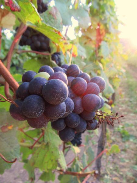 fil de palissage pour vigne à proximité de Strasbourg 67000, Alsace