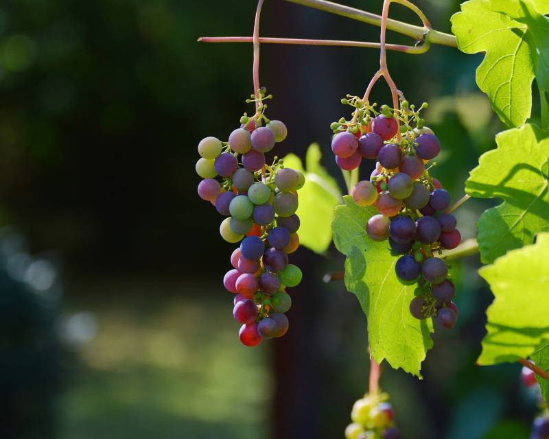 fil de fer pour palissage vigne Alsace proche Strasbourg