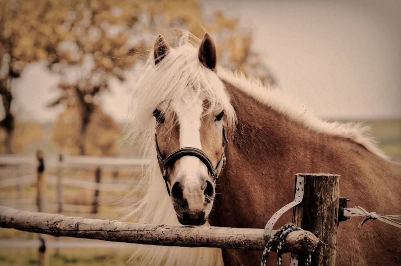 Délimiter des enclos pour poneys et chevaux à Dijon 21