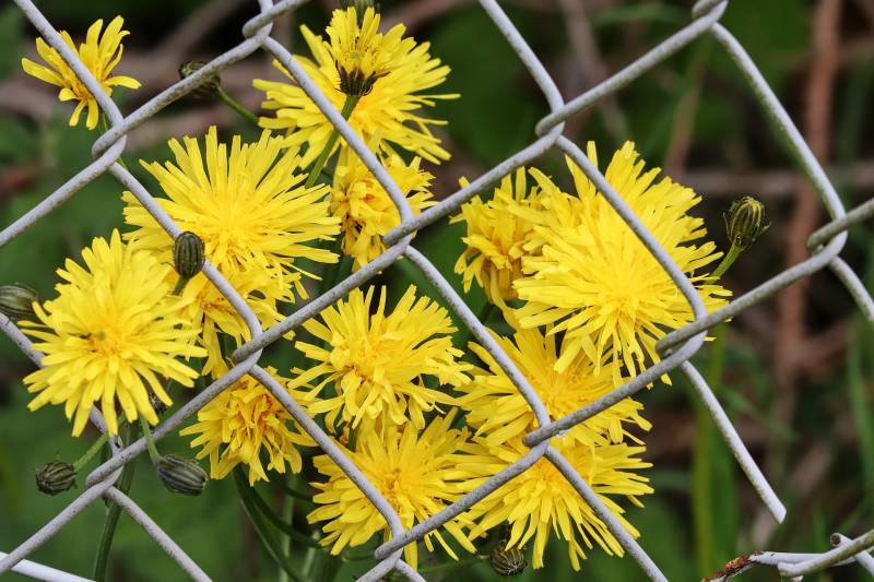 Installer une cloture en bordure de forêt à Rouen 76