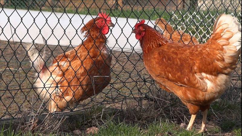 Grillage pour séparer des poules à Strasbourg 