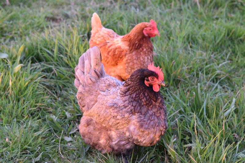 Vente de grillage à poules galvanisé à maille hexagonale triple torsion près de Beauvais dans le 60