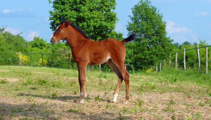 vente et pose de cloture pour enclos chevaux Proche Rouen