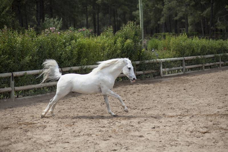 Cloturer un haras pour chevaux de course prestigieux près de paris 75