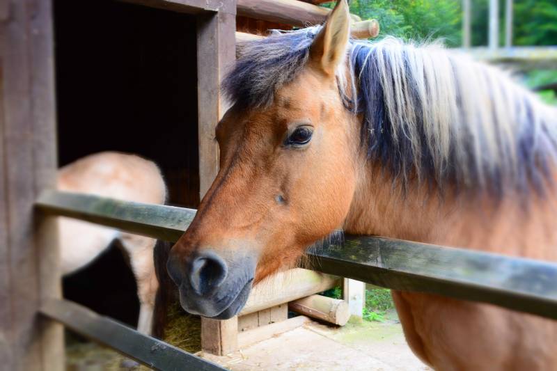 Installer une clôture résistante pour cheval de trait à Nantes 44