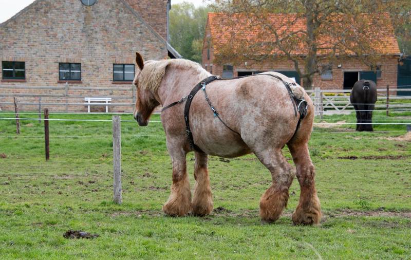 Poser une cloture solide pour un cheval de trait à Toulouse 31