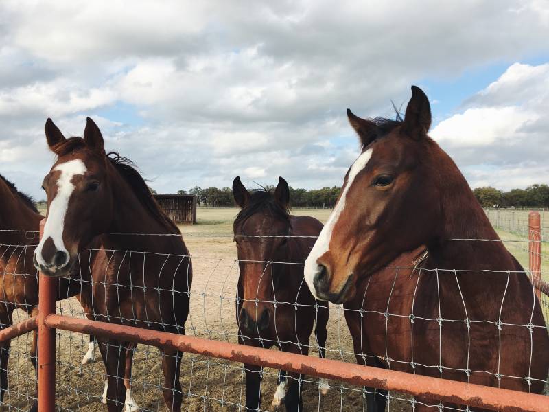 Acheter une clôture pour clôturer un pré à chevaux à Rouen 76