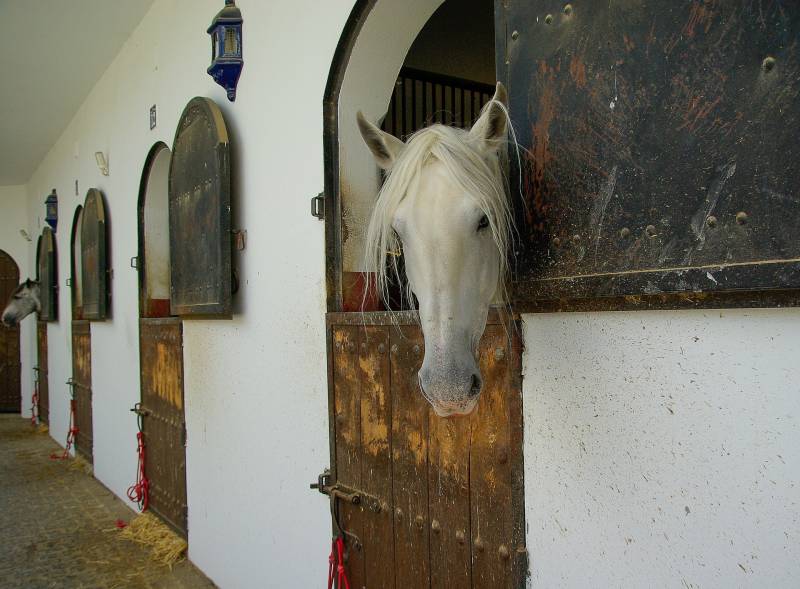Installer une clôture dans un haras à Rodez 12