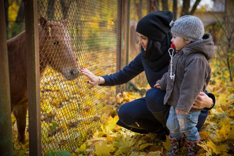 Installer une cloture autour d'un enclos à poney pour les balades scolaires à Limoges 87