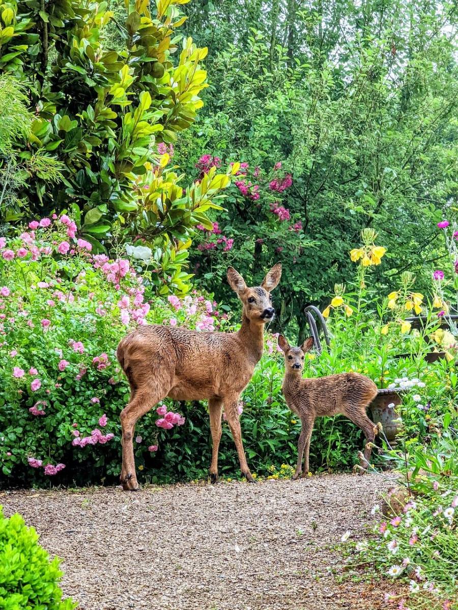 Exemple de clôture grillagée de protection contre les chevreuils à la vente près du Havre en Seine Maritime