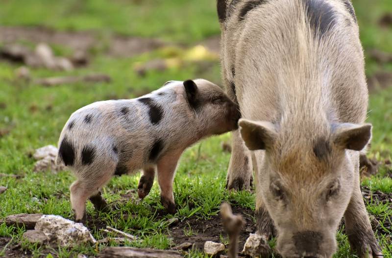 matériel pour installer clôture pour cochons proche Abbeville 80100, Somme