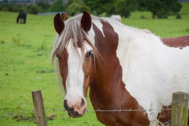 Cyclone Clôture, votre spécialiste de clôture pour chevaux à proximité de Nantes 44 