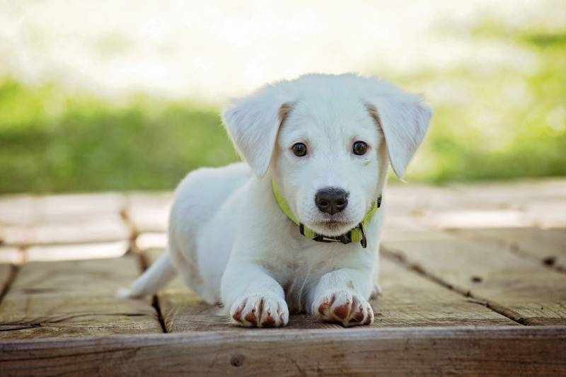 Cloturer une cour pour un chien à Paris 75