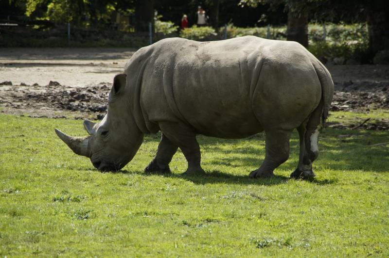 grillage pour rhinos parc animalier proche Beauval 80630