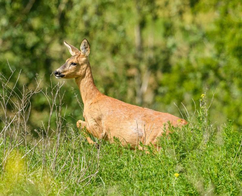 Acheter un grillage de protection anti chevreuil hauteur 1,50m pour clôture à Clermont-Ferrand dans le 63