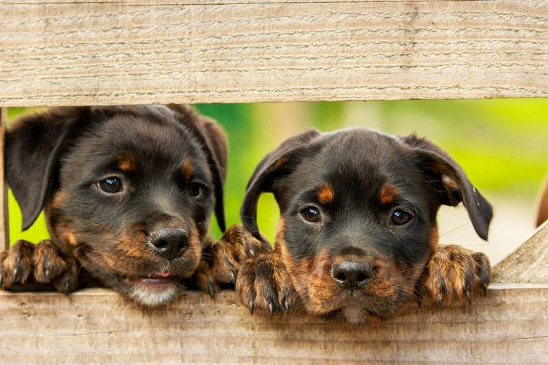 Installer une cloture anti-fugue pour un elevage de chiots à Bordeaux 30