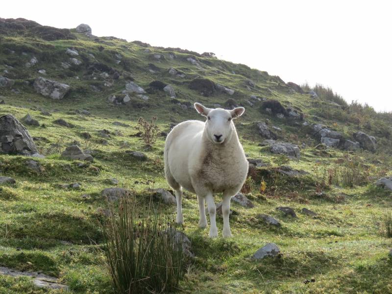 fournisseur grillage ligaturé pour éleveur moutons à Caen (14)