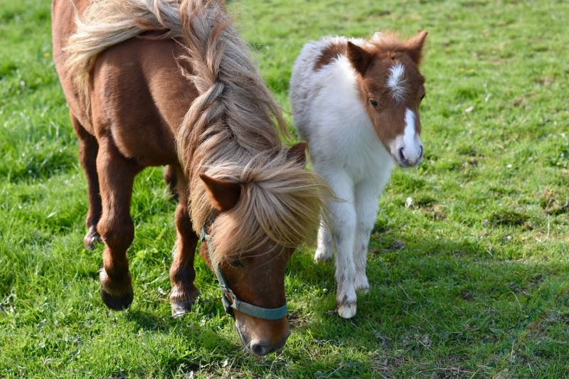 Achat en tant que particulier à Orléans de grillage haute résistance pour poneys