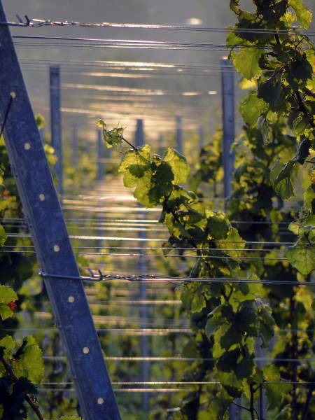 fil galva pour viticulture proche Bordeaux Gironde 33