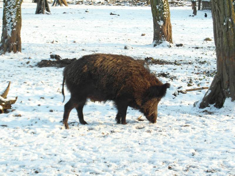 parc d'entrainement de chien de chasse au sangliers proche Orléans