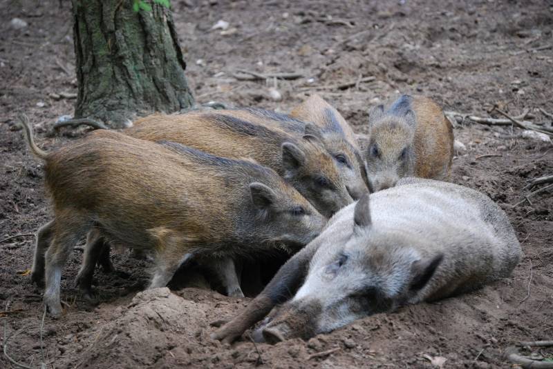 grillage pour cloture sanglier proche Bergerac en  Dordogne