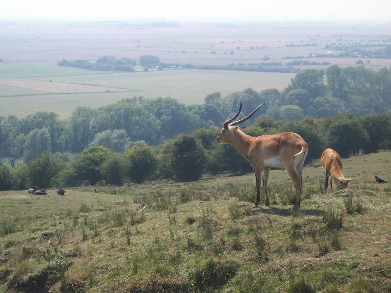 clôture grillage pour grand espace à la vente proche Versailles 78, Yvelines